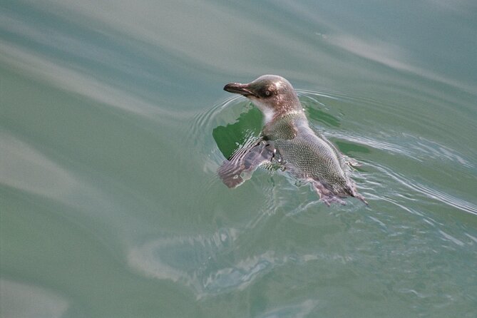 Awesome Bay of Islands Day Sailing Adventure - The Itinerary in Detail