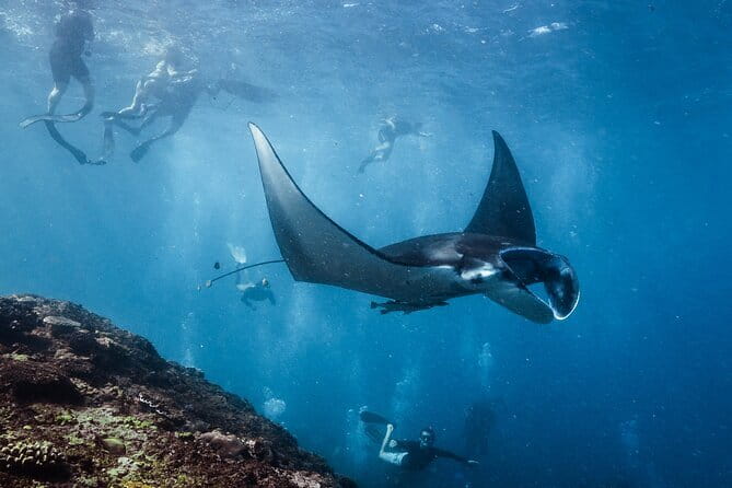Private Snorkeling and Freediving Trip to Manta Point - Who Is This Tour Best For?