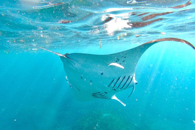 Explore 4 iconic snorkeling spots of Manta Bay in Nusa Penida - Authentic Feedback from Travelers
