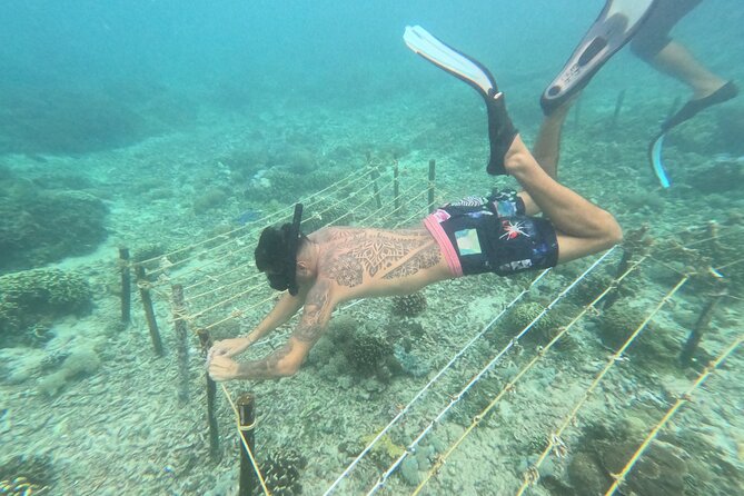Reef Rehabilitation Course and Snorkeling - Good To Know