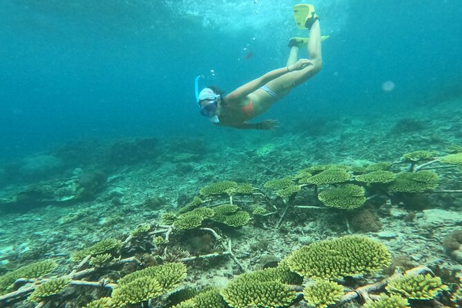 Reef Rehabilitation Course and Snorkeling - The Sum Up: Who Should Book This Tour?