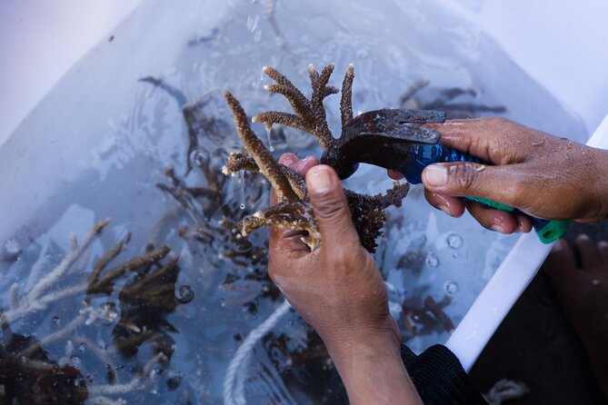 Reef Rehabilitation Course and Snorkeling - FAQ