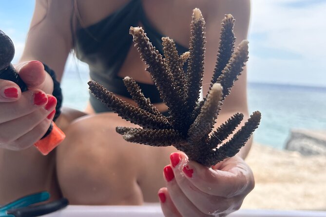 Reef Rehabilitation Course and Snorkeling - Reef Rehabilitation Course and Snorkeling in Bali: A Deep Dive into Conservation and Adventure