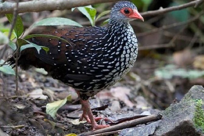 Horton Plains National Park : Private Guided Trekking Tour - FAQ