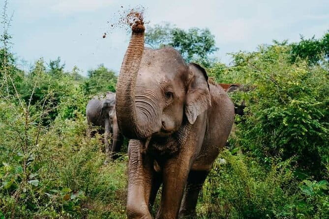 Ella to Udawalawa Wildlife Safari and Drop Down South - Lunch and Relaxation