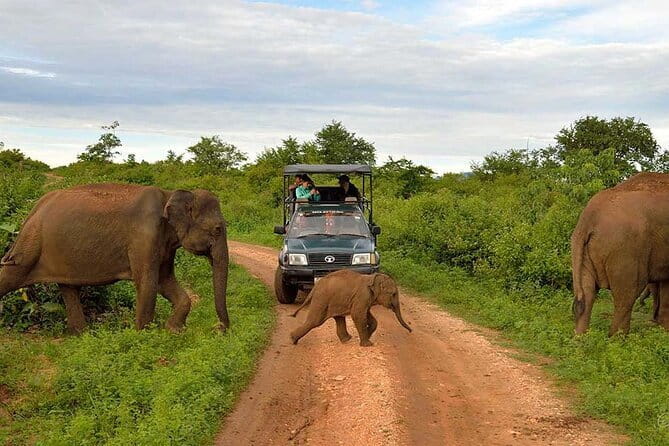 Ella to Udawalawa Wildlife Safari and Drop Down South - Key Points