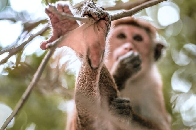 Ella to Mirissa Shuttle & Udawalawe Safari Drive with Breakfast - Who Should Consider This Tour?