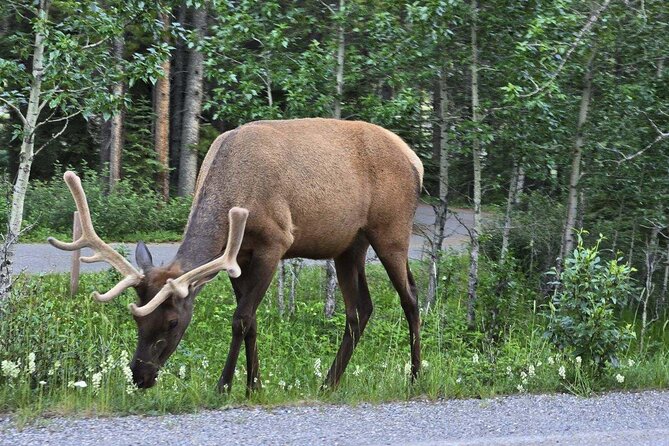Moraine and Lake Louise with Yoho National Park Private Tour - FAQ