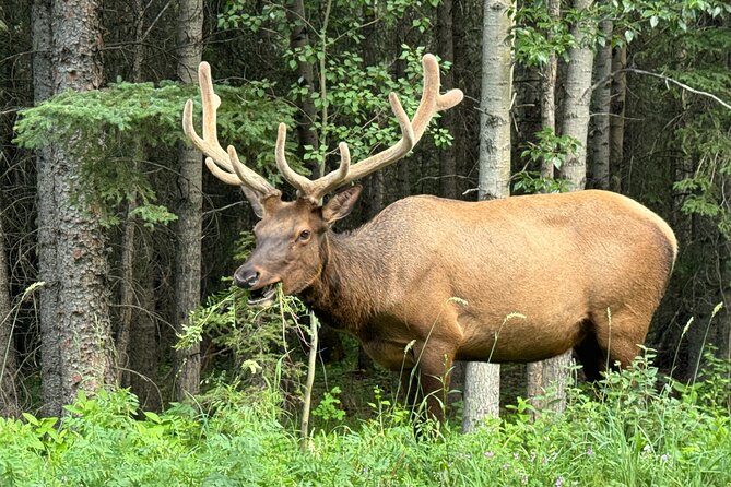 From Banff: Shuttle Service to Moraine Lake & Lake Louise - Flexibility and Pacing