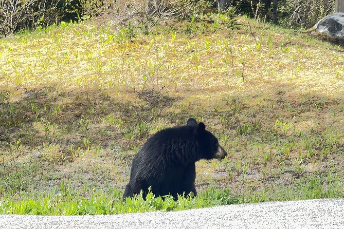 From Banff: Shuttle Service to Moraine Lake & Lake Louise - Considerations for Travelers