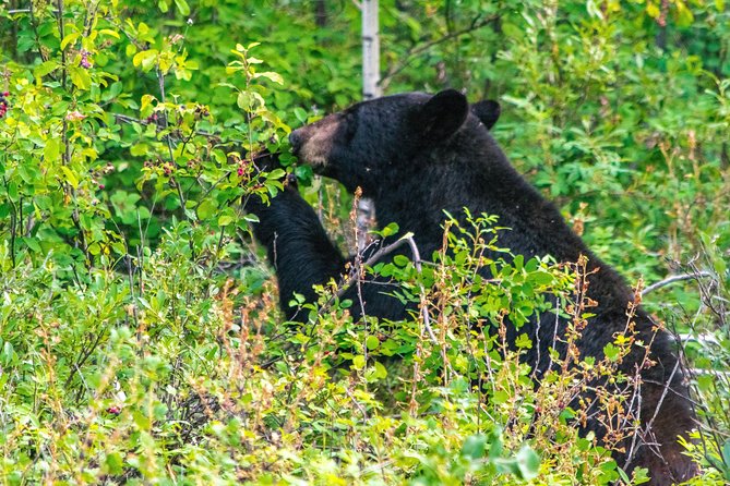 Hop-On and Hop-Off Banff Bus - FAQ