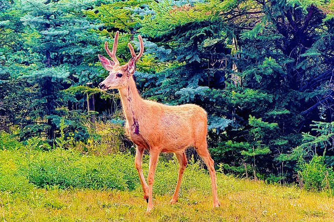 Evening Private Tour Best of Banff Wildlife - Key Points