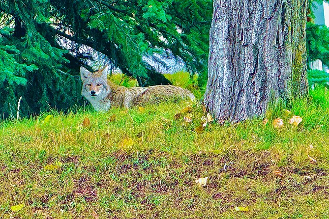 Evening Private Tour Best of Banff Wildlife - Frequently Asked Questions
