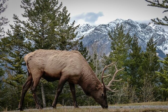 Banff: 4-Hour Evening Wildlife Viewing & Sunset Experience - Who is This Tour Perfect For?