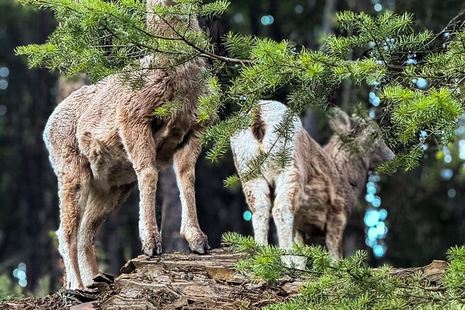 Lake Louise, Banff Gondola, Minnewanka and Banff Town Tour - Authentic Insights from Travelers
