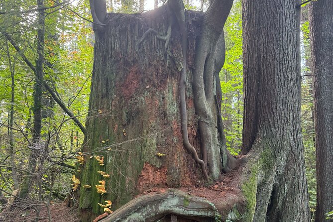 Love the Land Indigenous Walking Tour Capilano River Hatchery - FAQ