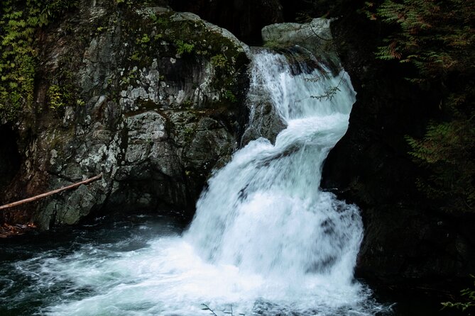 Guided Rainforest & Suspension Bridge Private Hike - Key Points