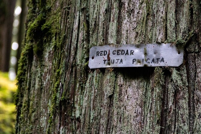 Guided Rainforest & Suspension Bridge Private Hike - A Deep Dive into What Makes This Tour Special