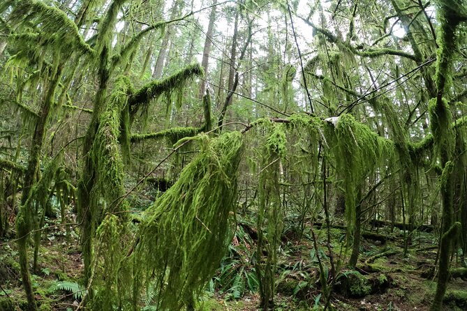 Capilano Suspension Bridge, Lynn Canyon & Capilano Hatchery Tour - Return and Reflection
