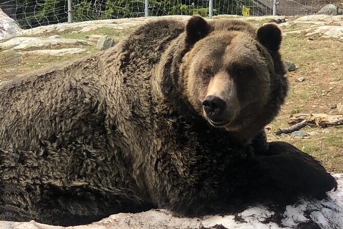 Capilano Br+Grouse Mtn+Dam+Lake+Hatchery/5in1CarTour+Small Group - Authentic Experiences from Previous Travelers