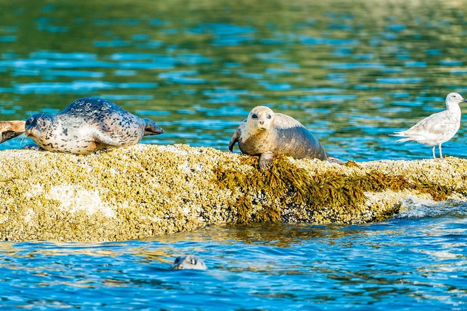 Vancouver City and Seals Scenic Boat Tour by Vancouver Water Adventures - Value and Booking: Is It Worth It?