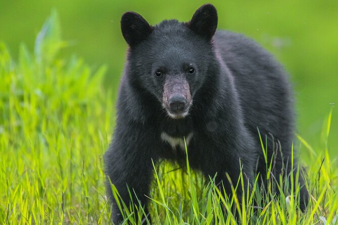 Whistler Bear Tour - Exploring the Itinerary: What to Expect on Your Adventure