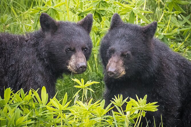 Whistler Bear Tour - FAQs