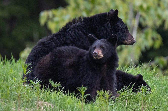 Whistler Bear Tour - Final Thoughts: Is It Worth It?