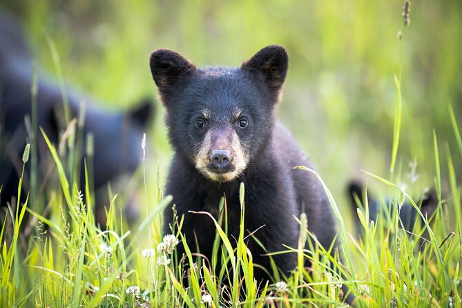 Whistler Bear Tour - Key Points