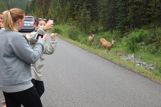 Welcome To Camping At Algonquin Park (2 Day) - Why This Tour is a Great Choice for Wilderness Enthusiasts