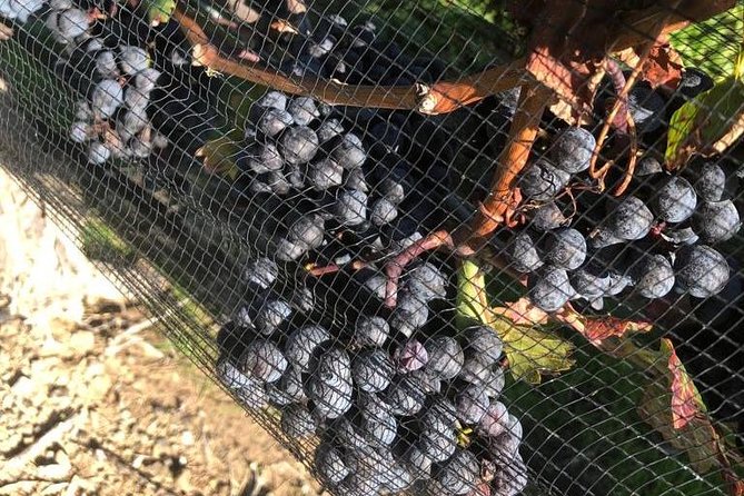 Private wine Tours- Toronto To Niagara-on-Lake - Why We Think This Tour Offers Good Value