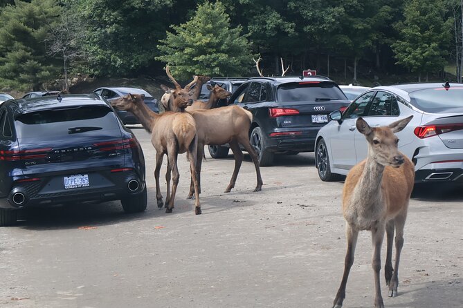 Montreal: Omega Park Canadian Wildlife Safari Adventure - The Allure of Omega Park: What You Can Expect