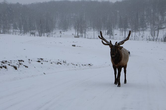 Montreal: Omega Park Canadian Wildlife Safari Adventure - The Sum Up