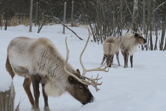 Montreal: Omega Park Canadian Wildlife Safari Adventure - Who Will Enjoy This Tour?