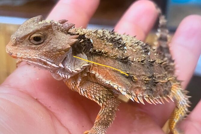 Scenic Cable Car Ride to the Citys Hidden Volcano - Final Thoughts