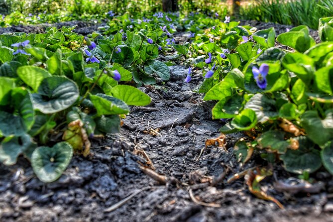 Xochimilco Ancestral Ajolotos Chinampas and Living Tradition - FAQs