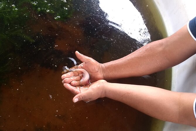 Xochimilco Ancestral Ajolotos Chinampas and Living Tradition - Who Should Consider This Experience?