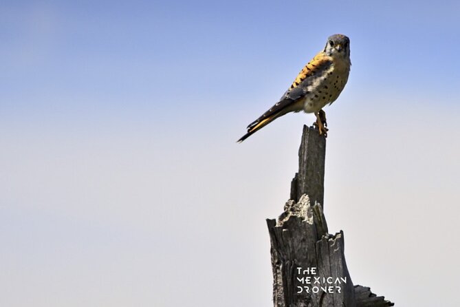 Ajusco Sunrise Hike with Drone photos-highest sunrise in CDMX - FAQs