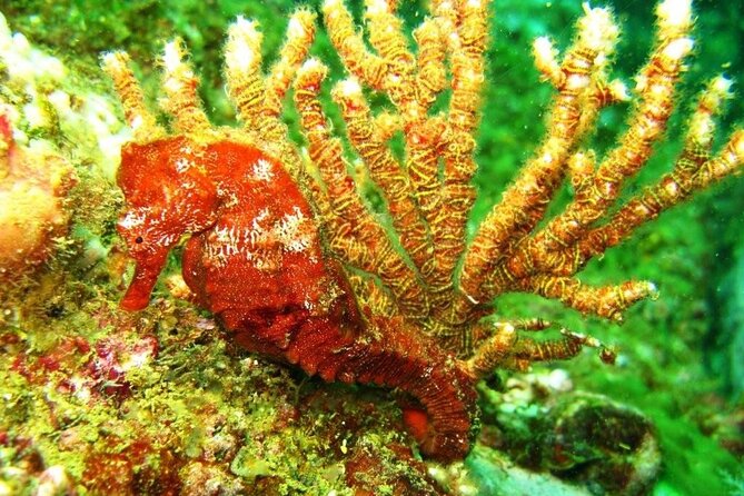 2 Tank Boat Dives for Certified Divers - Guides and Equipment: Why They Matter