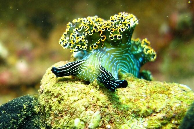 2 Tank Boat Dives for Certified Divers - Why This Tour Is a Great Choice