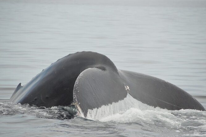 Whale watching 3 hours in Puerto Vallarta - The Journey: From Meeting Point to Whale Encounters