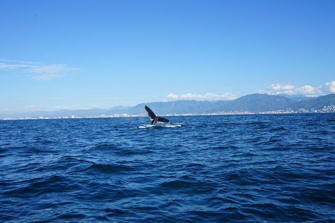 Whale watching 3 hours in Puerto Vallarta - Guides and Crew: Knowledgeable but Sometimes Language-Limited