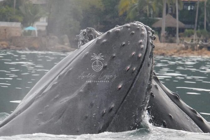 Whale watching 3 hours in Puerto Vallarta - What to Expect from the Tour