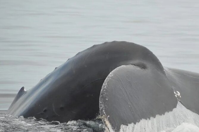 Whale watching 3 hours in Puerto Vallarta - Final Thoughts