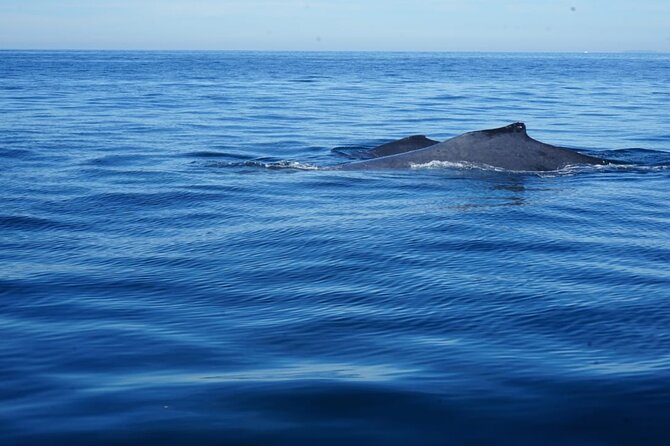 Whale watching 3 hours in Puerto Vallarta - Value for Money: Is It Worth the Cost?