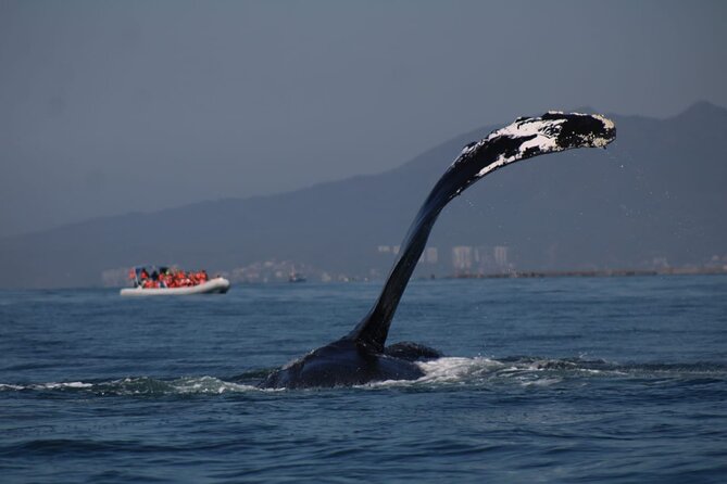 Whale watching 3 hours in Puerto Vallarta - Who Will Love This Tour?