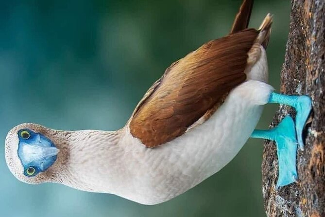 Islas Marietas PRIVATE enter hidden beach 100% GUARANTEED - FAQ