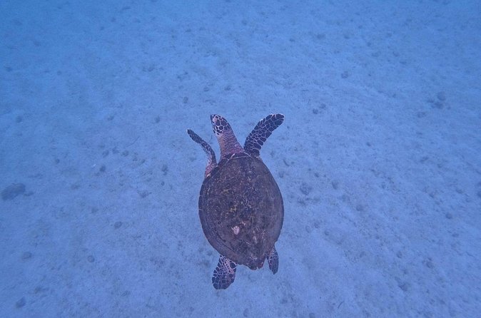 Private Tour Visit the National Park ''The Arches of Mismaloya'' - The Value: A Well-Rounded Experience