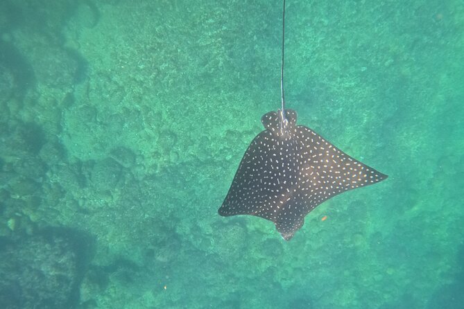 Snorkeling and boating to Los Arcos de Mismaloya Marine Sanctuary - FAQs