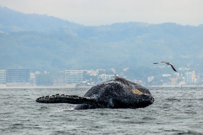 Whale Watching with Biologist and Hydrophone in Puerto Vallarta - Who Should Consider This Tour?